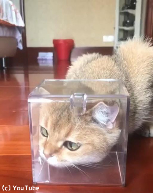 お鼻に蝶々がとまって困惑する猫01