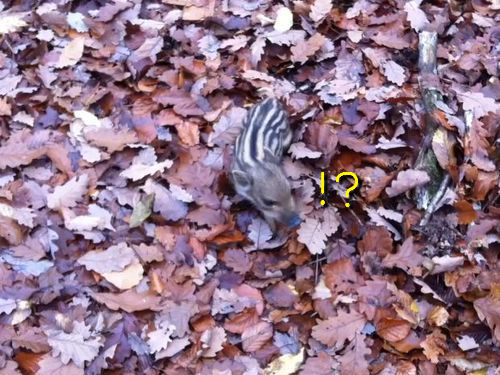 赤ちゃんイノシシ