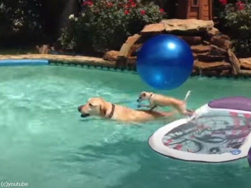 チワワがプールで泳ぐ代わりに大きな犬の背中を借りる（動画）
