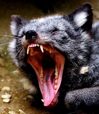 あんぐりと大あくびする動物たち10