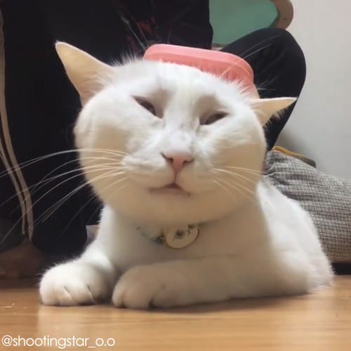 ������ǭ�Υ֥�å���03