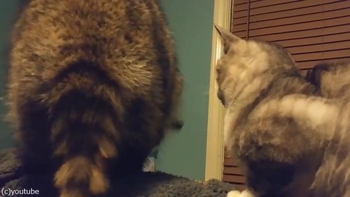 ͷ��Ǥۤ������饤����VS�������ǭ02