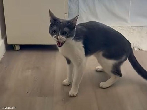 「別の猫の名前を呼ぶとガチギレする！」とても嫉妬深い猫（動画）