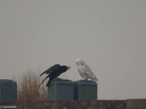 仲良しのフクロウとカラス01