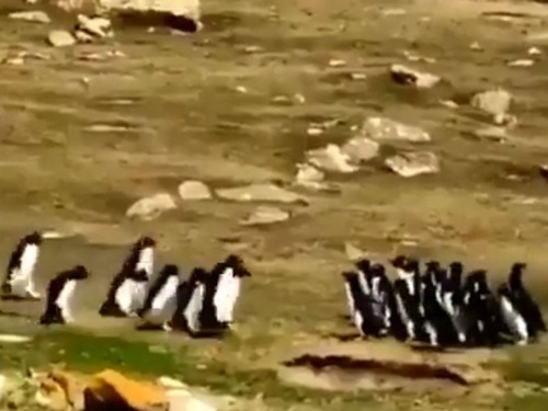 ペンギン同士がグループで出会うとき