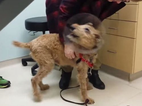 盲目の犬が視力回復して家族を見たとき01