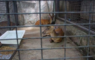 タイの動物園03