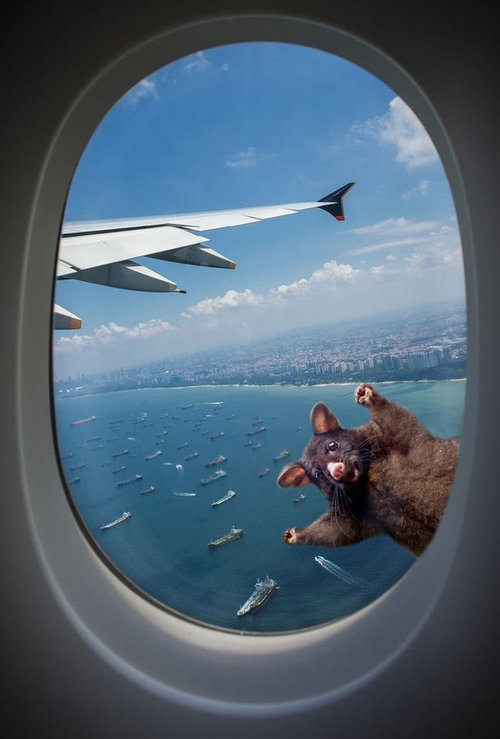 オポッサムのパロディ11