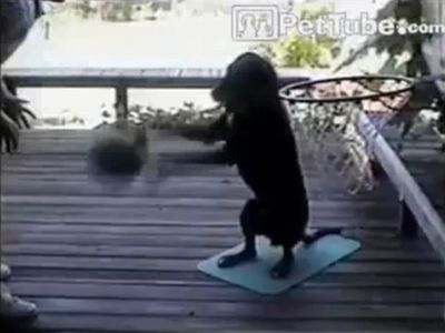 バスケのドリブルが上手な犬