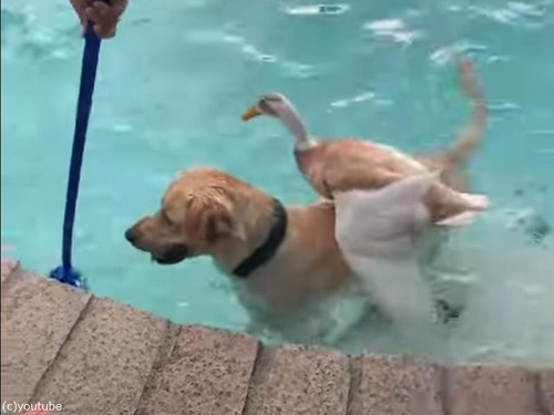 アヒルを背負って泳ぐ犬