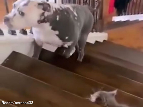 ペットの力関係…犬より猫の立場が上のとき