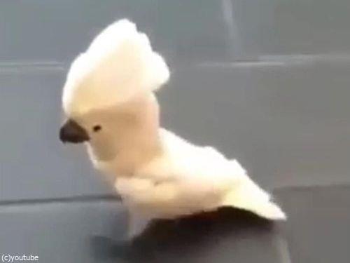 犬のように吠えるオウム02