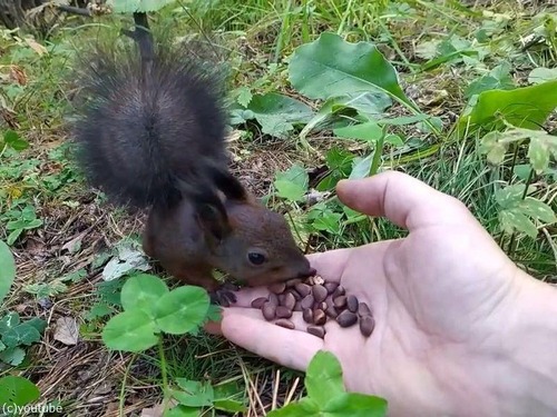 �ꥹ���ե꡼��01