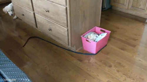 �Ȥ���Ǳ�ư���Ƥ���븤03