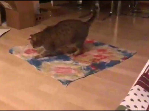 �Ի׵Ĥ�ǭ�ι�ư01