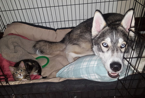 不安症の犬が子猫と出会った05