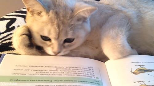 頬杖ついて読書する猫03