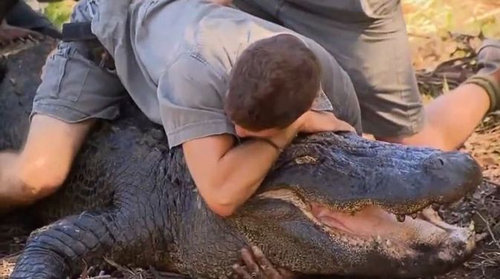 命がけのワニ取り押さえ03