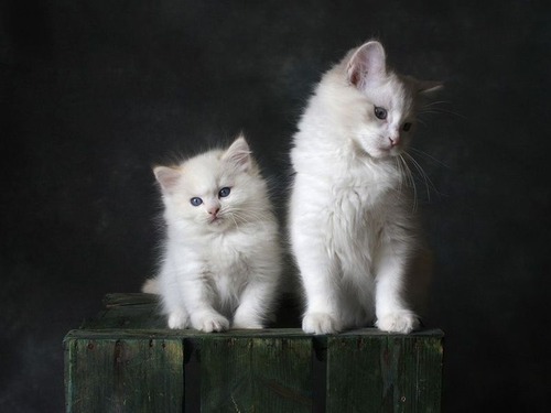 飼い猫の寿命は80年代と比べて飛躍的に延びていた