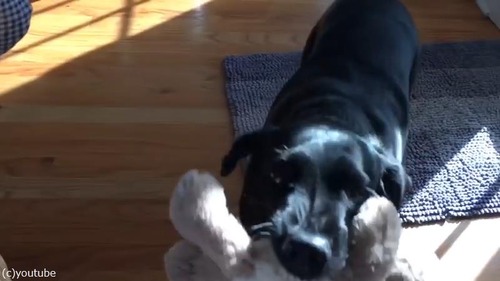 お気に入りの人形の手術をじっと待つ犬01