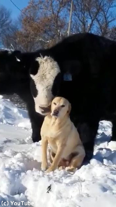 ワンコのことが大好きな牛02