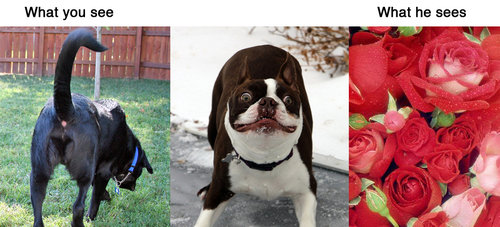 動物に見えるもの06