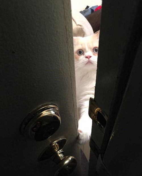 ひとりにしておけない猫03