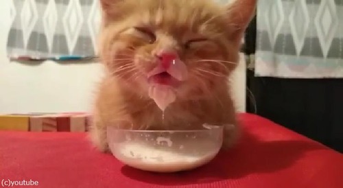 ミルクを飲んでた猫が…うっかりそのまま寝落ち02