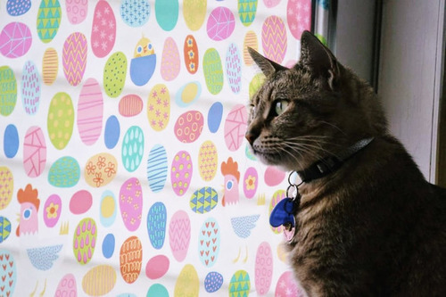 デーカルと猫04