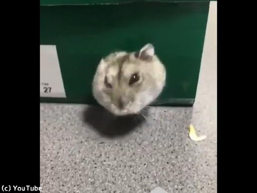 �ϥॹ�����δ�äƤ���ʤˤ��餫�����00