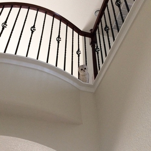 うちの中にフクロウが入ってきたのかと思った01