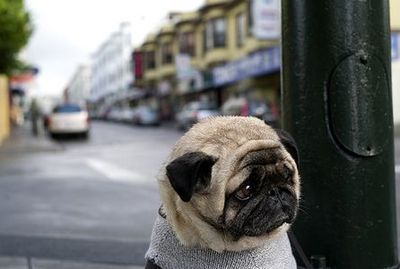 達観したような渋い、風格のある動物04