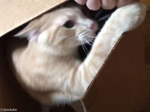 「何が起きたの？」隣の部屋にいた猫がダンボール箱に閉じ込められていた（動画）