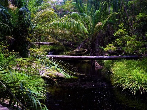 �ܥ�ͥ���ǥ���󥦡����󤬼����00