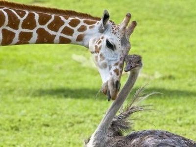 キリンとダチョウの愛情00