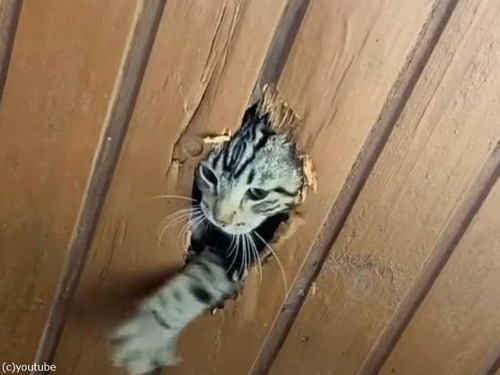 猫が天井を突き破って噛む