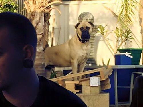 遠くからこっそり見る犬13