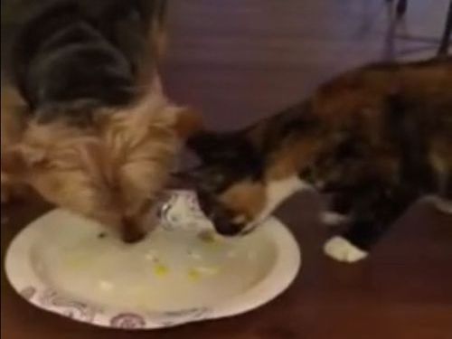 犬と猫が同じ皿でごはん01