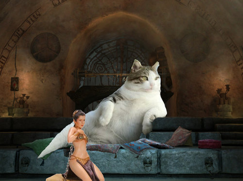 余裕のある猫08