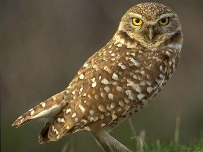 ���ʥۥ�ե�����00