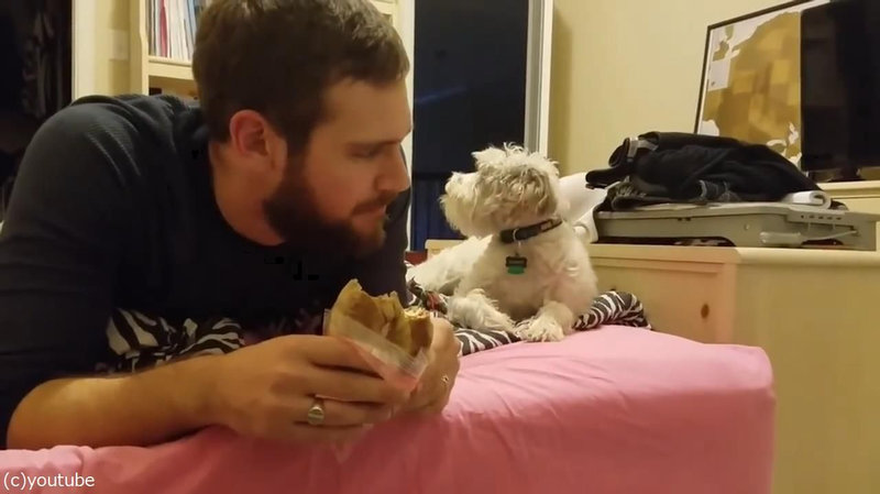 ご主人様の食べ物が気になる犬 欲しがってることをひた隠しにする 動画 らばq ご主人様の食べ物が気になる犬 欲しがってることをひた隠しにする 動画 らばq