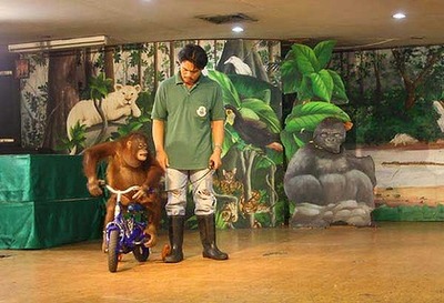 タイの動物園04