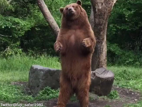 ダンスするクマがかわいい00