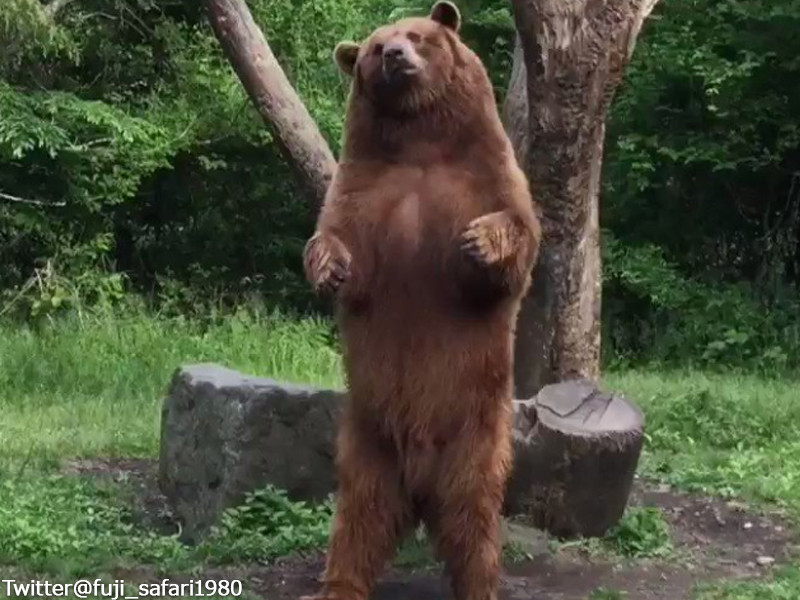 エレガント熊 可愛い 画像 最高の動物画像