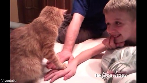 置き場所に厳しい猫04