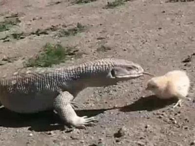 �ҥ�Ļ����ȥ��������