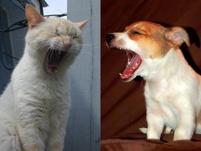 あくび猫と犬