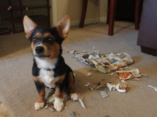 イタズラ動物11