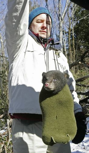 子グマが罠にかかってた02