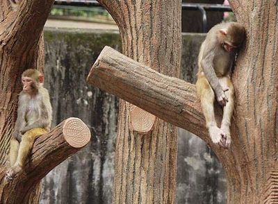 中に人がいそうな動物01